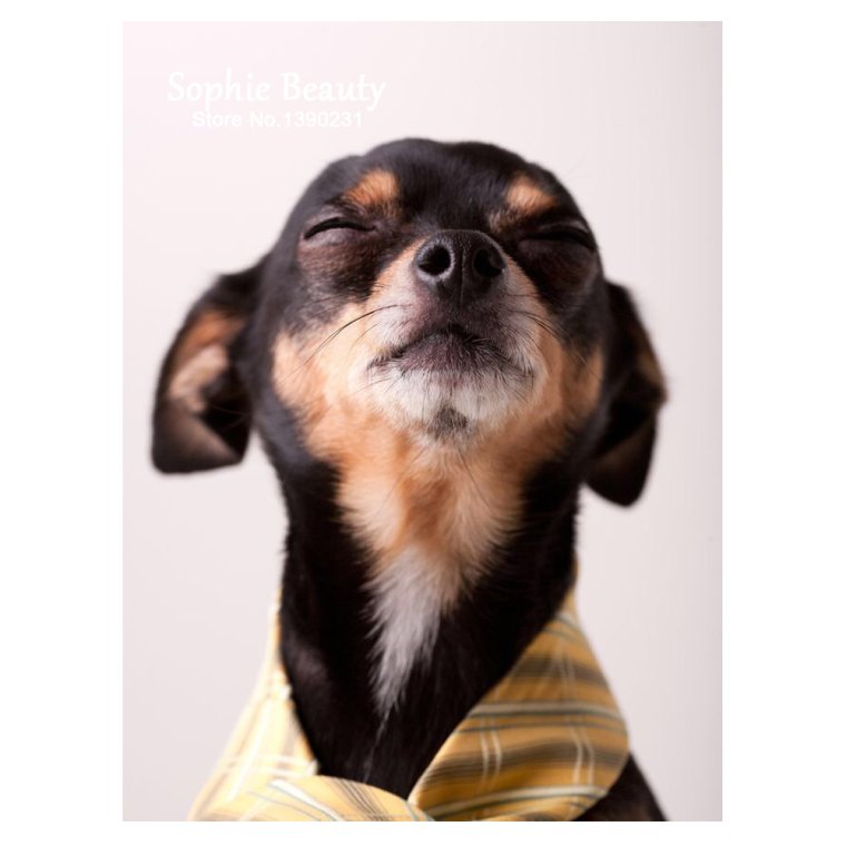 Шутки над блондинками