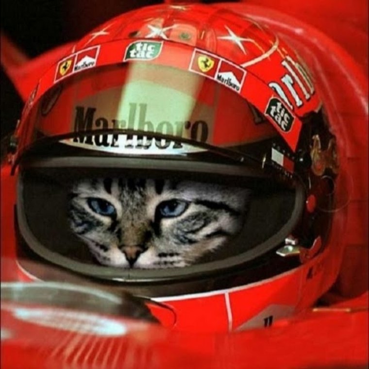 Кот в мотоциклетном шлеме