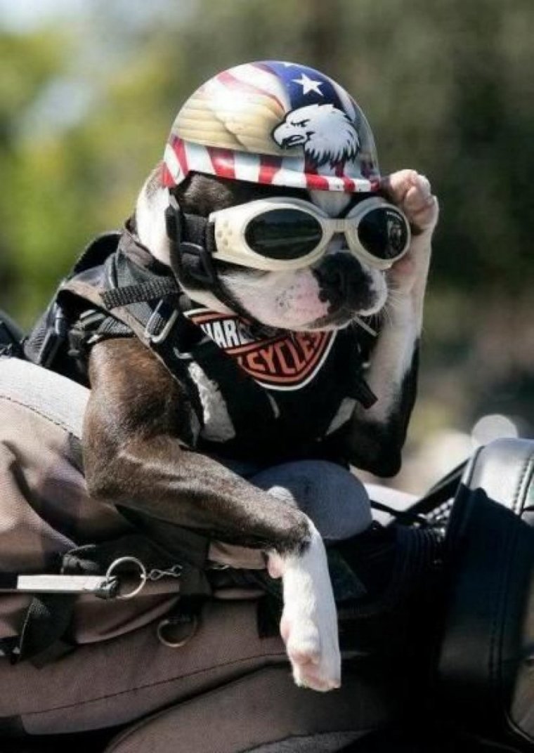 Собака на мотоцикле