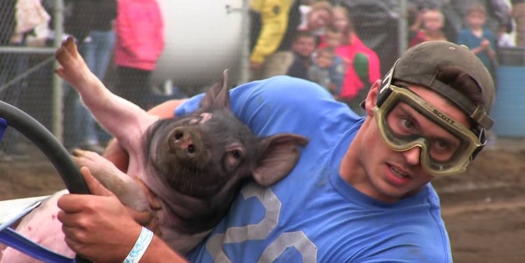 Самые необычные свиньи