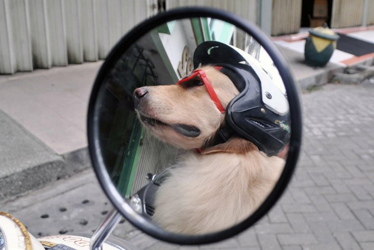 Фото гонщика собаки