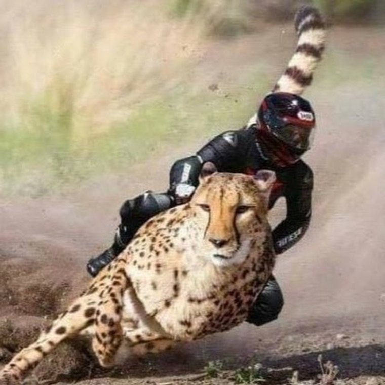 Человек верхом на гепарде