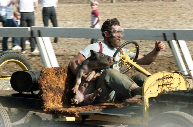 Смешные гонки на свиньях