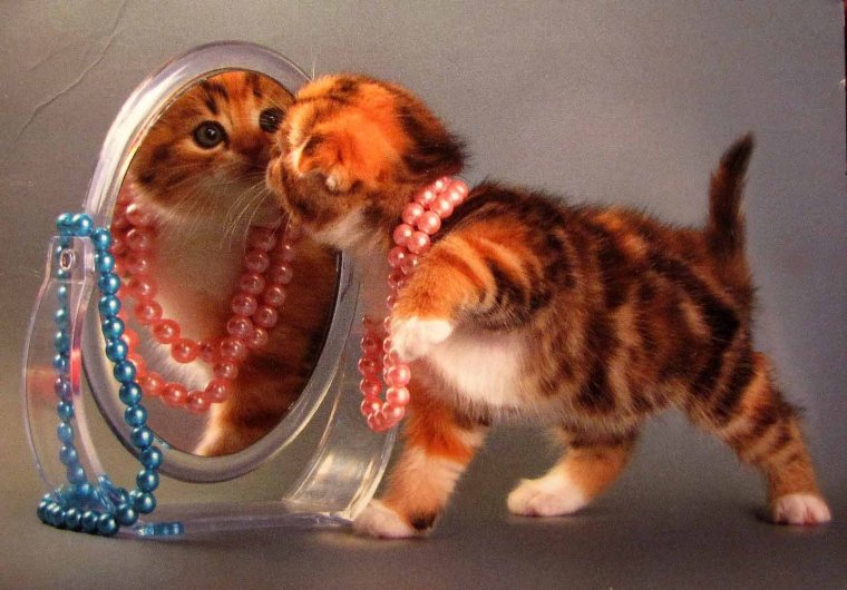 Котик в бусах