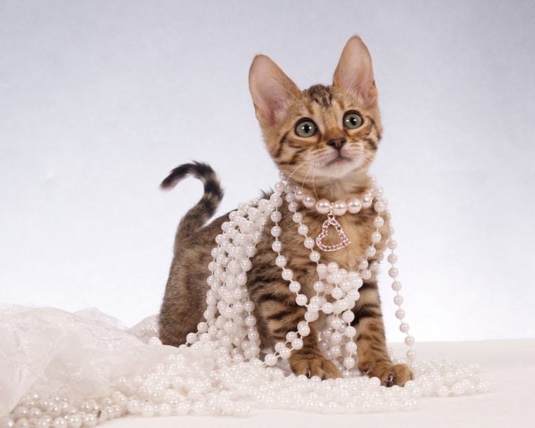 Гламурная кошка