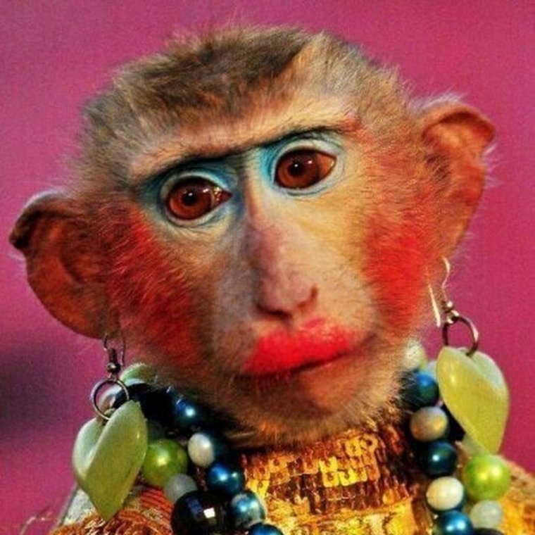 Крашеная обезьяна