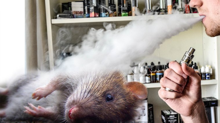 Курящие животные