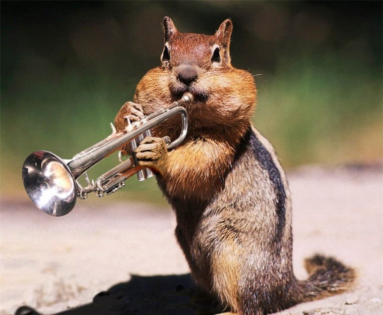 Животные музыканты