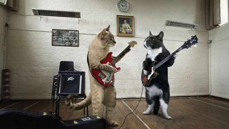 Контрабас прикол