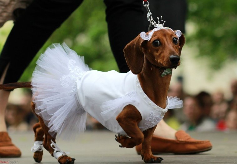 Смешная одежда для такс