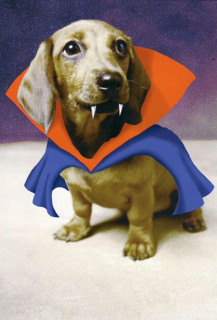 Такса в костюме
