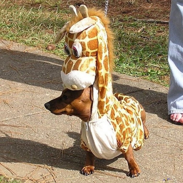 Смешная одежда для такс