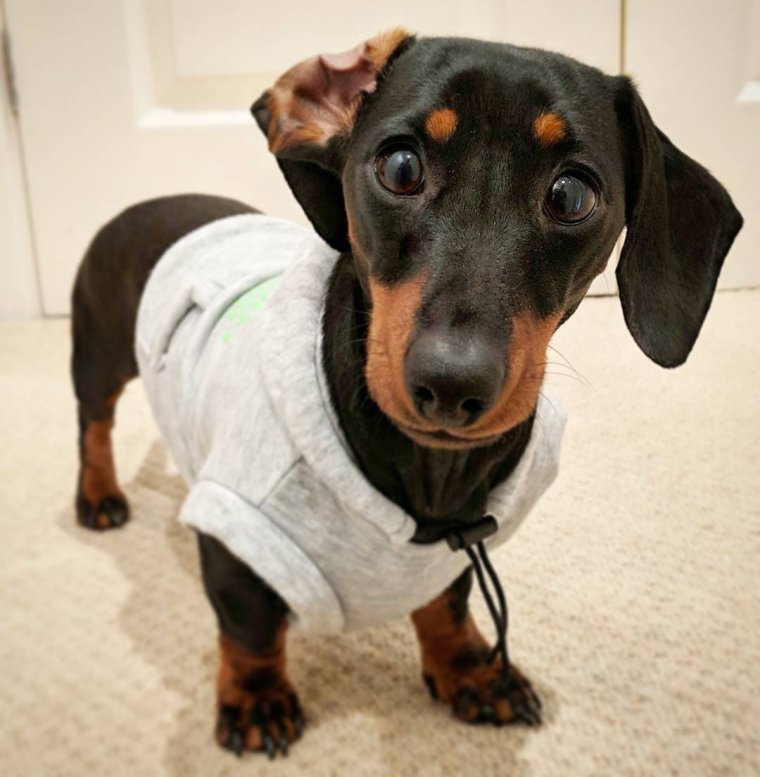 Обувь для собак такса