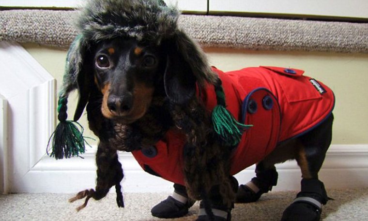 Костюмы для таксы на маскарад