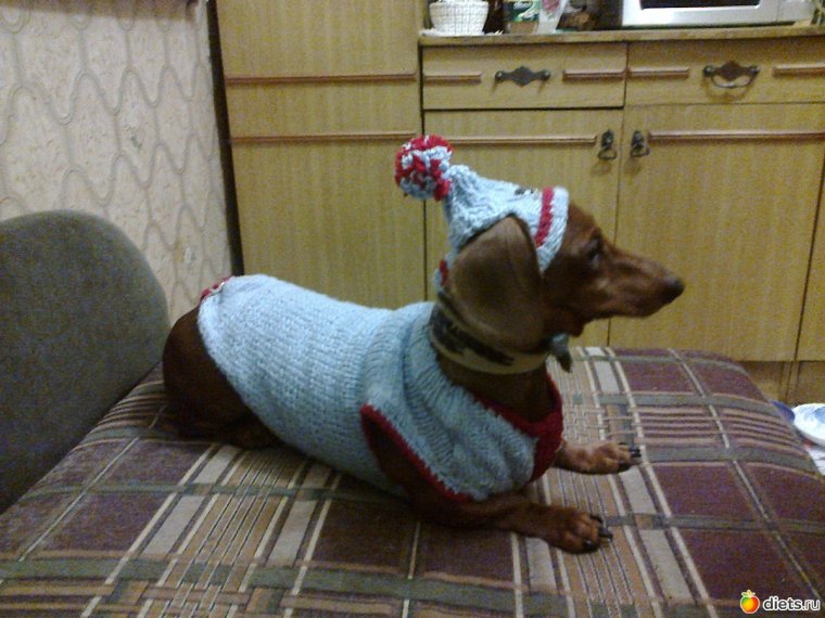 Такса в костюме