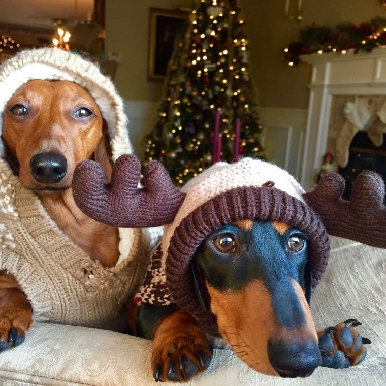 Собака повар