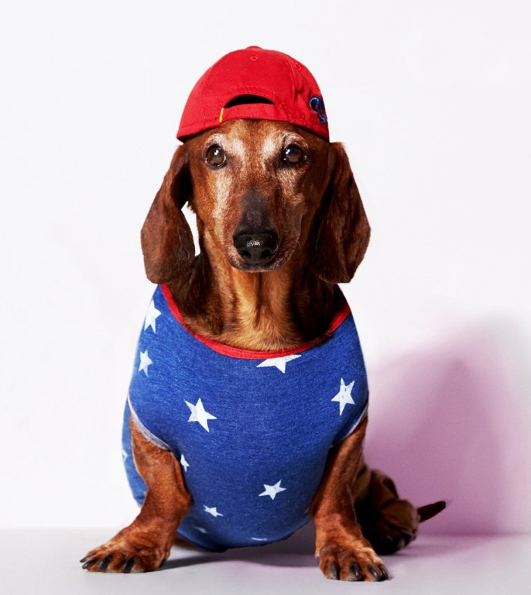 Карнавальный костюм для таксы