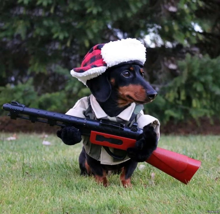 Прикольные костюмы для таксы