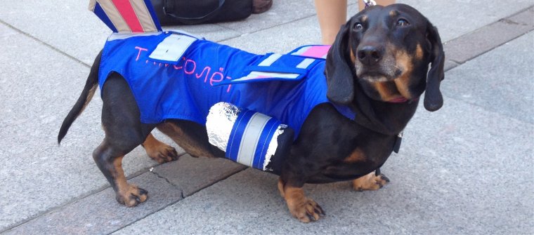 Прикольные костюмы для таксы