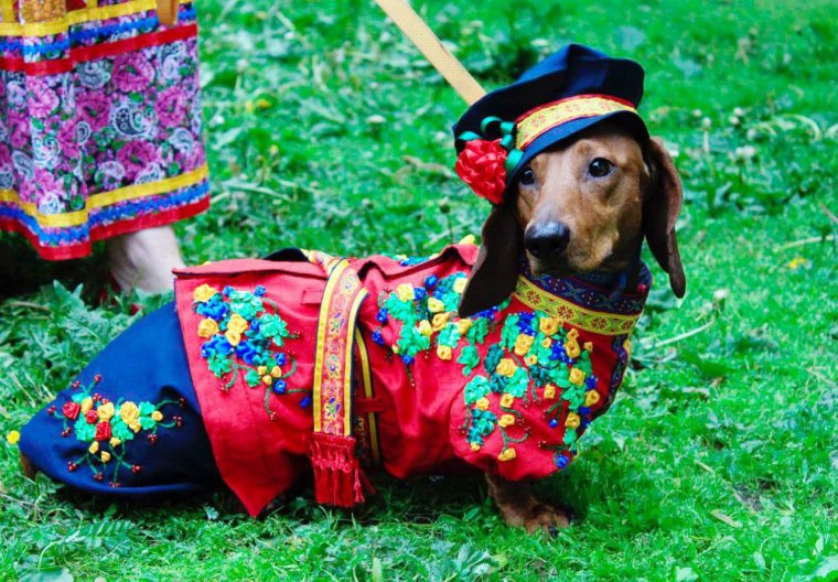 Такса в новогоднем костюме