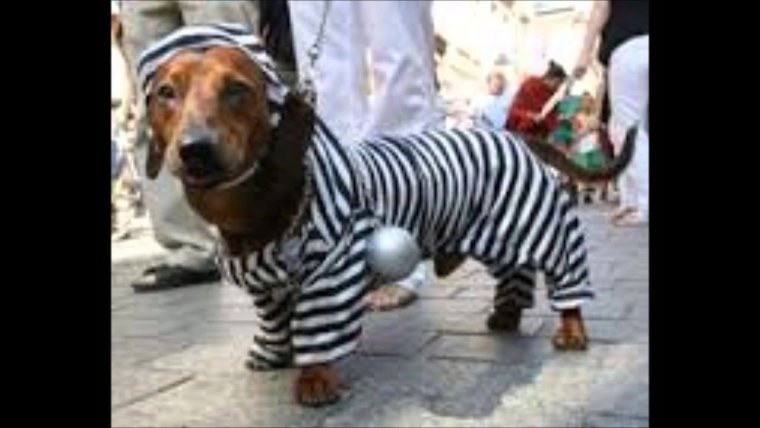 Щенки таксы