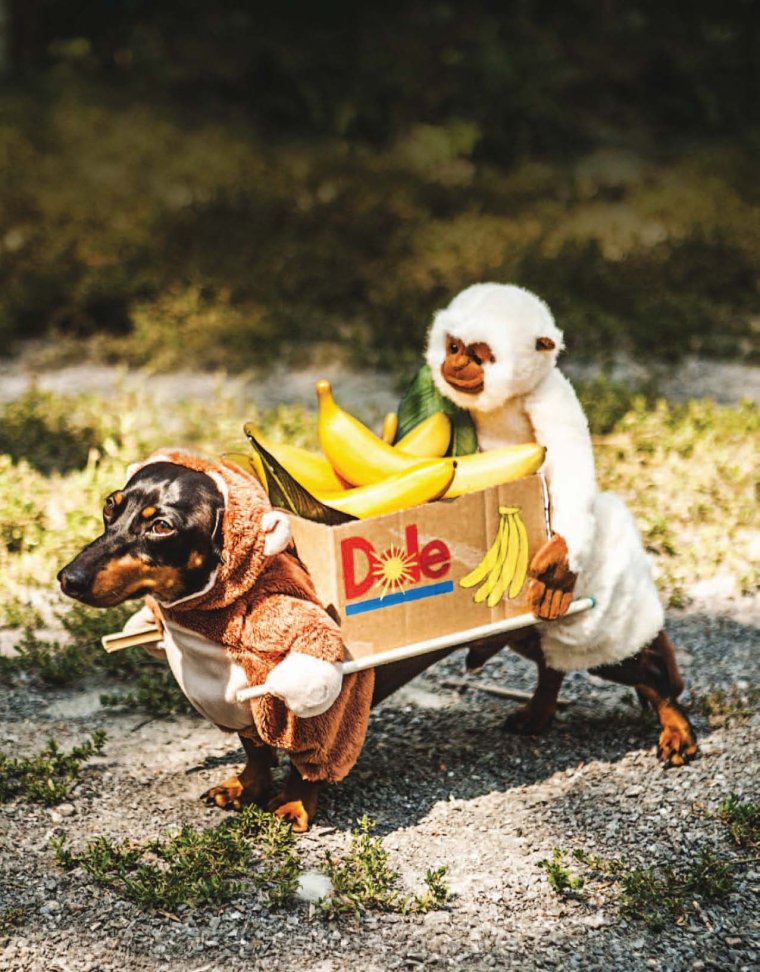 Собака в костюме банана