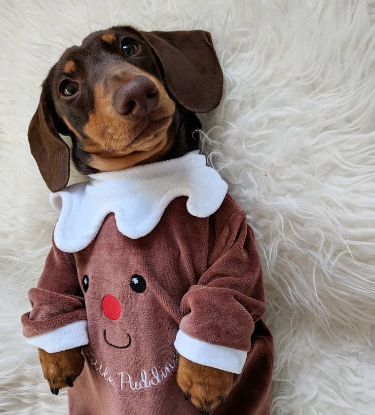 Костюм на Хэллоуин для таксы