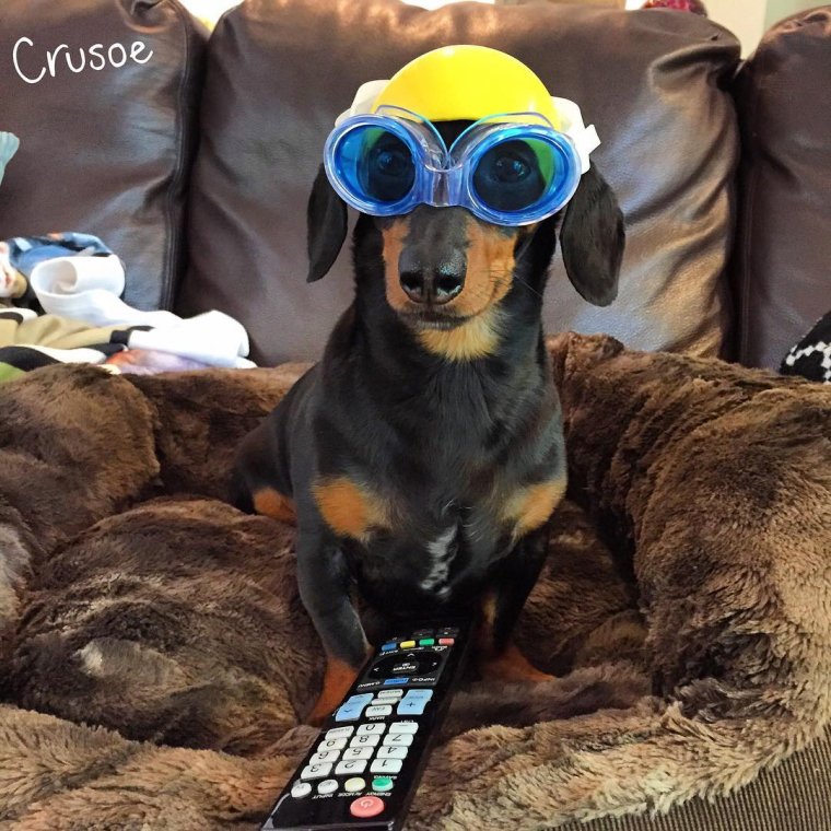 Свитер для таксы