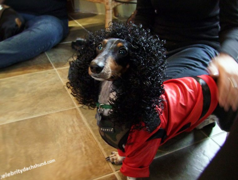 Такса в костюме