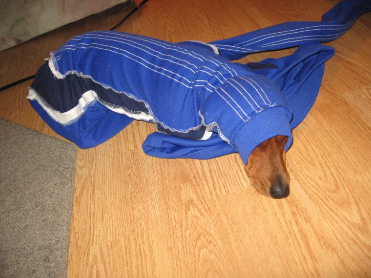 Собачьи бега таксы