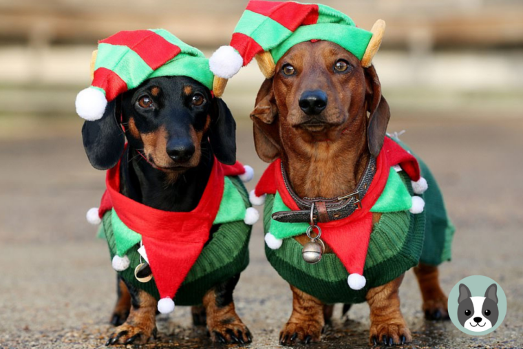 Маска собаки