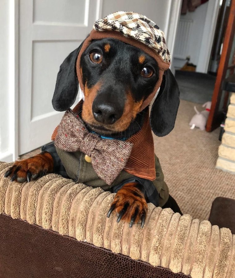 Такса собака в платье