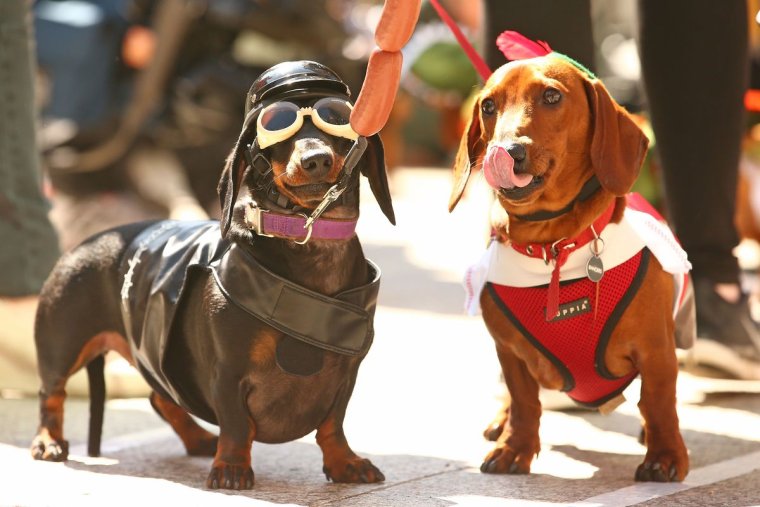 Прикольные костюмы для таксы