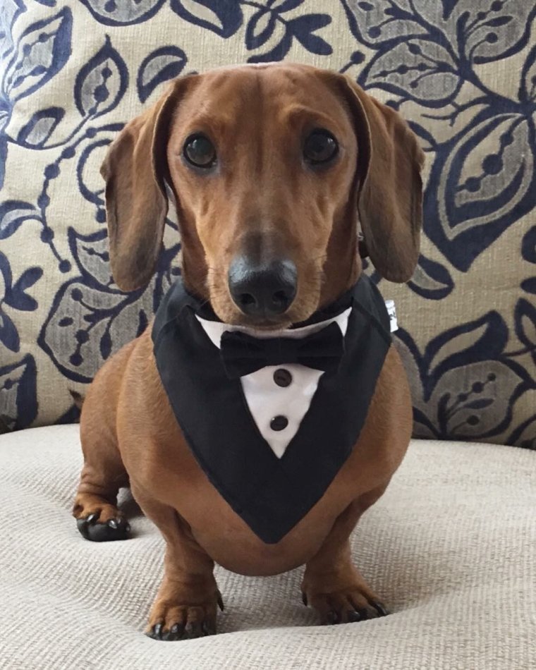 Смешная одежда для такс