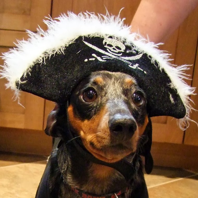 Такса конкурс костюмов