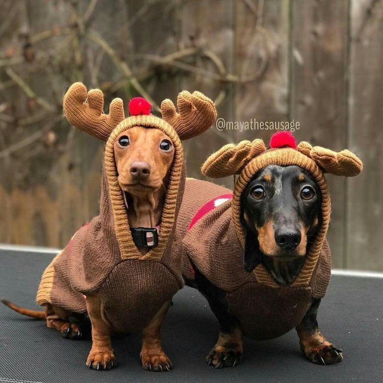 Прикольная одежда для таксы