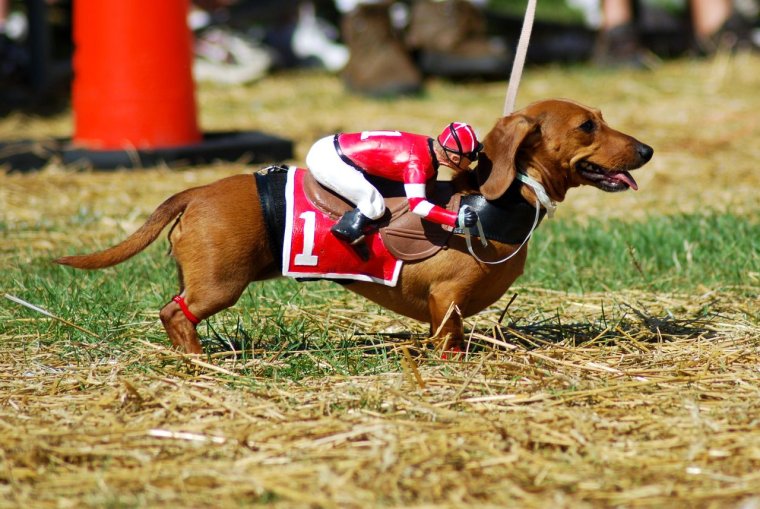 Пошив одежды для таксы