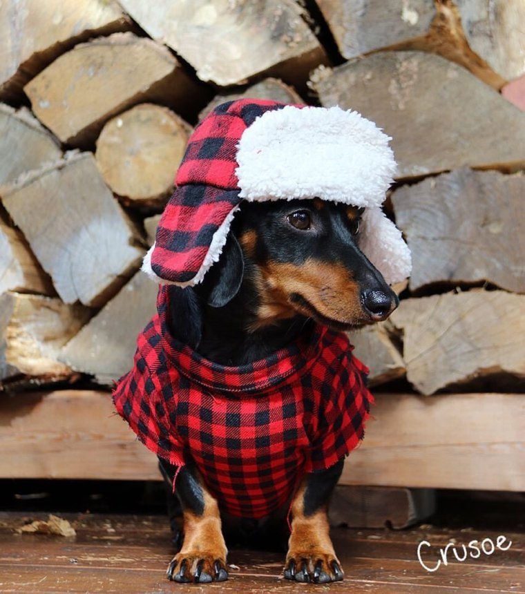 Такса в костюме