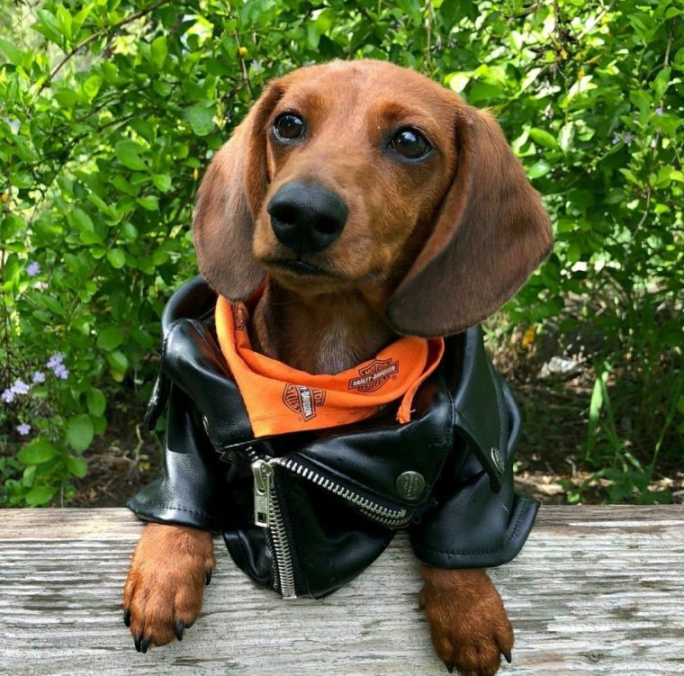 Парад такс в Санкт-Петербурге