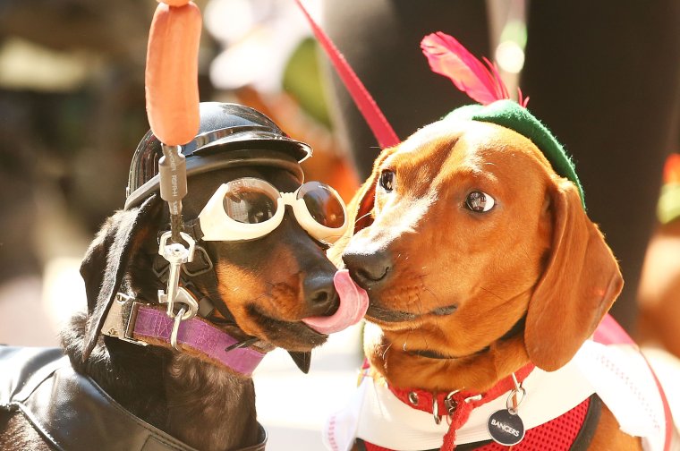 Такса в костюме Льва