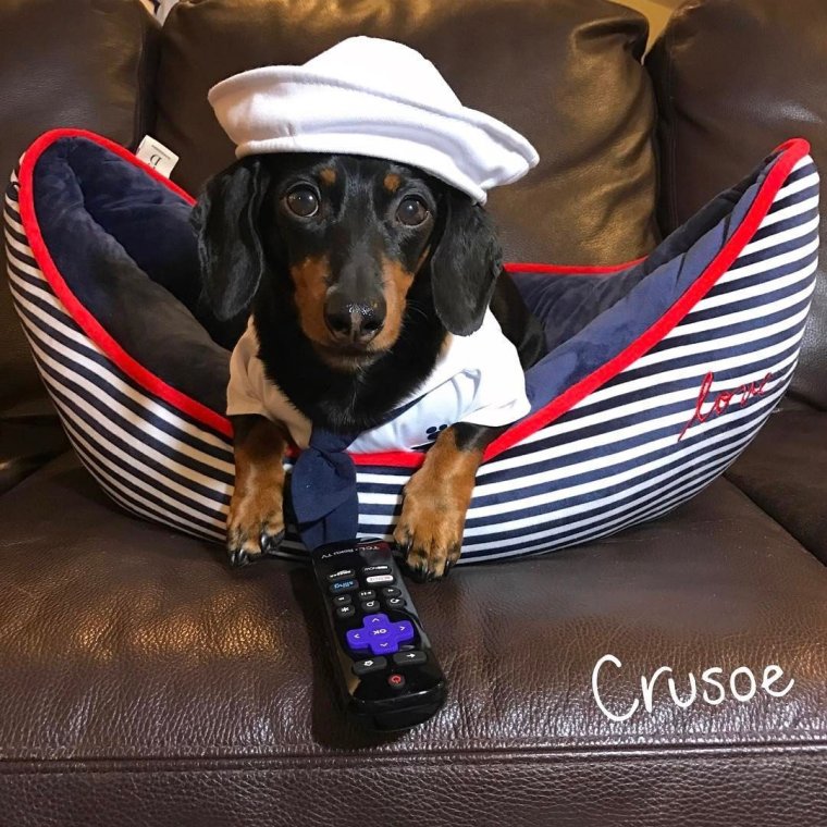 Смешная одежда для такс