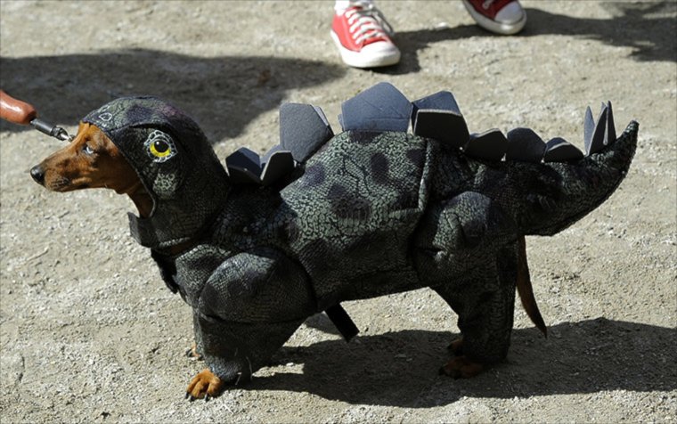 Смешная одежда для такс