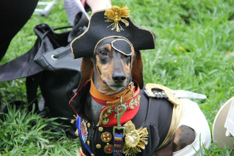 Такса в новогоднем костюме