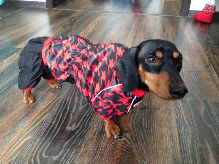 Такса костюмы акулы