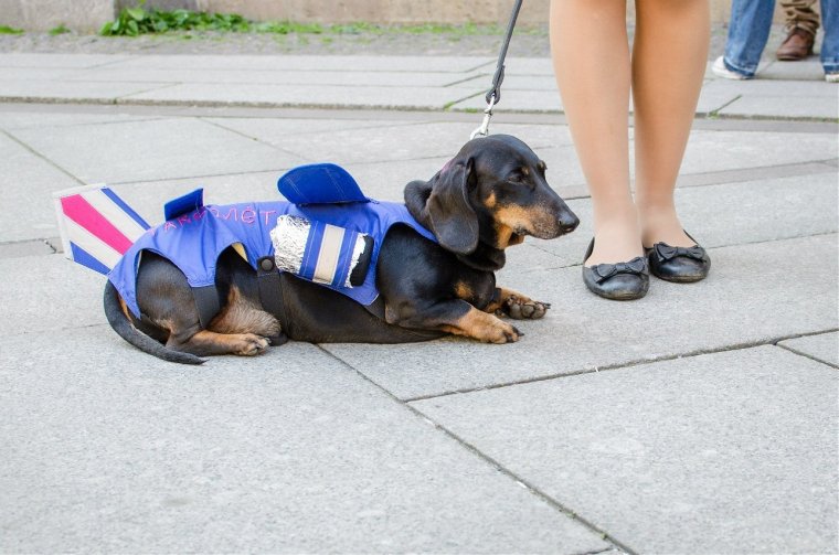 Смешные таксы в шапках