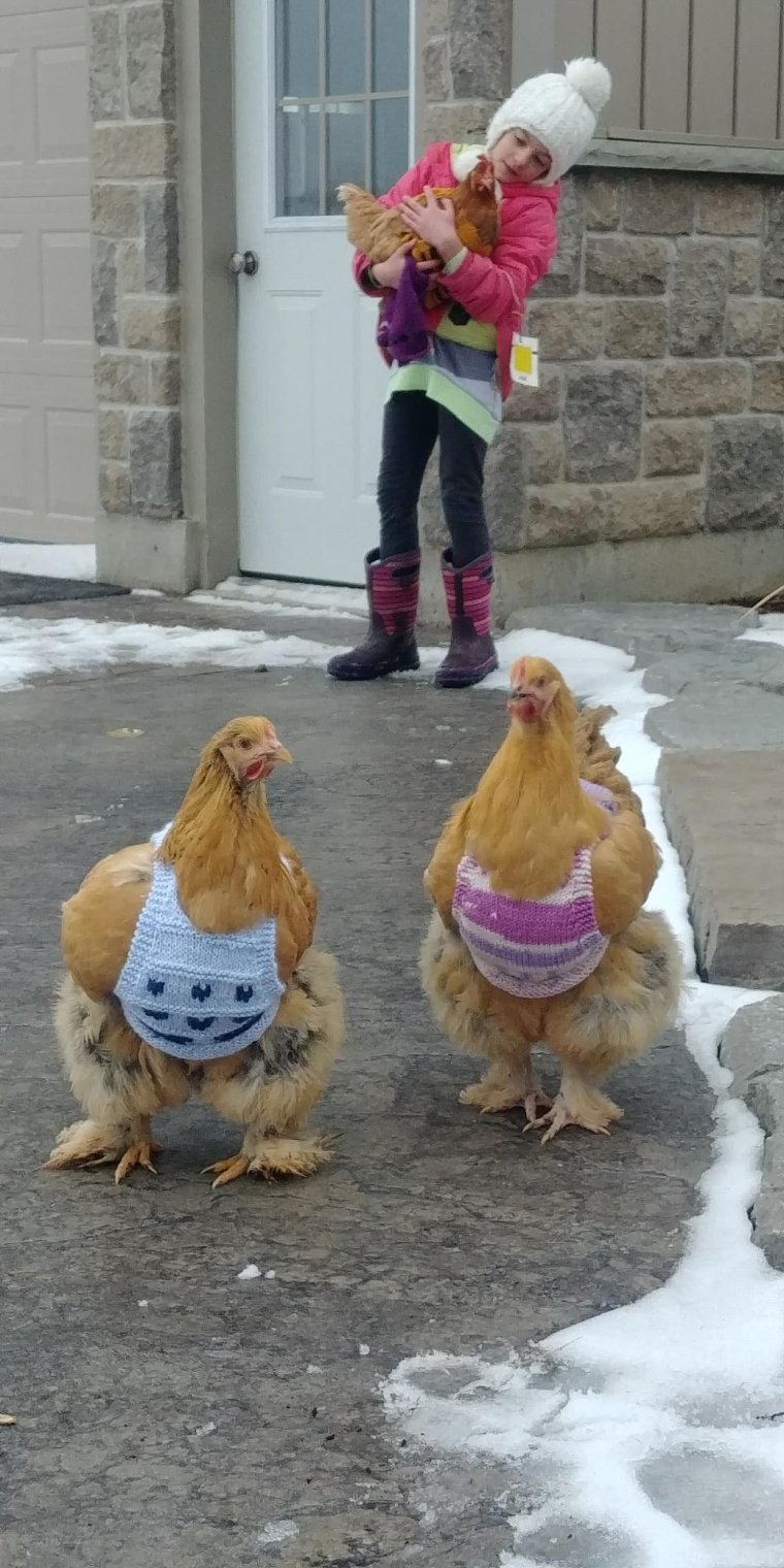 Три смешные курицы