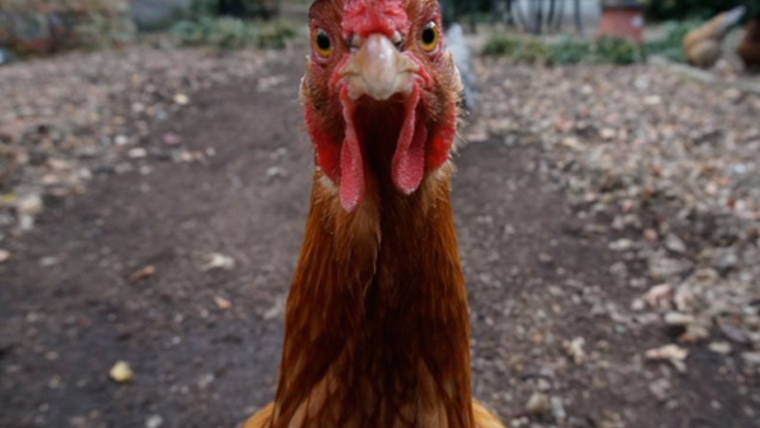 Сергей капустник, курятник