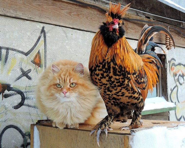 Коты и куры