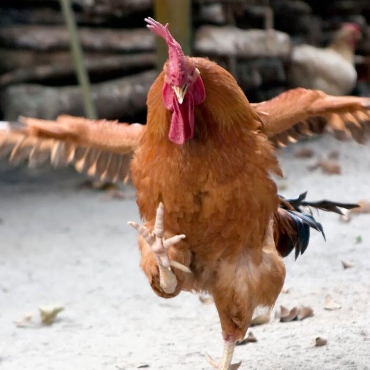Бешеный петух