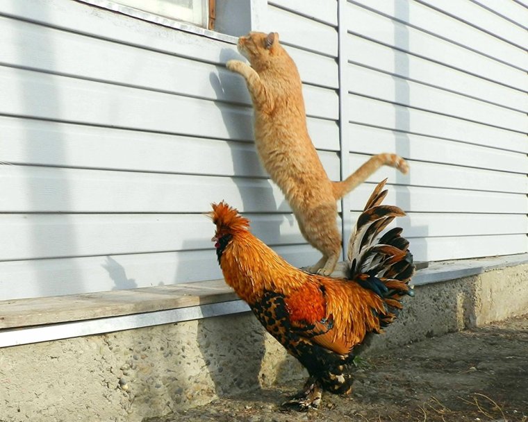 Человек курица